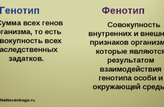 Фенотип: визначення, складові та важливість для організму людини