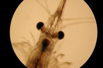 Загадковий світ нектону: розкриваємо таємниці морських мешканців