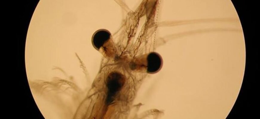 Загадковий світ нектону: розкриваємо таємниці морських мешканців