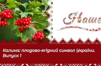 Що таке калина: історія, значення та корисні властивості рослини