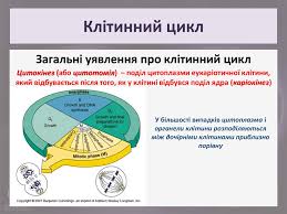 Що таке Клітинний цикл: етапи та їх значення для клітинного росту