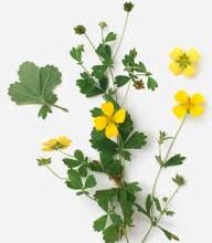 Калган: Властивості, Застосування та Користь цього Лікувального Кореня