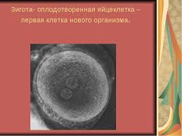 Зигота: Основи та Процес Формування Першої Клітини Організму