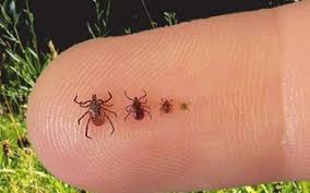 Енцефаліт: причини, симптоми та лікування запалення мозку