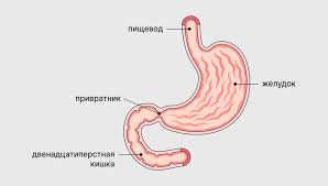 Дуоденіт: Причини, симптоми та ефективні методи лікування хвороби