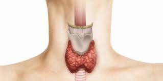 Дифузний зоб 2 ступеня: причини, симптоми і методи лікування