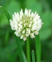 Що таке конюшина: значення, види та корисні властивості рослини