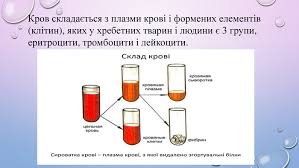 Кров: визначення, функції та значення для організму людини