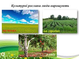 Що таке культурні рослини: Види, використання та значення для людей