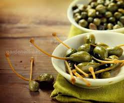 Каперси: Що це за рослина та як використовувати її в кулінарії?