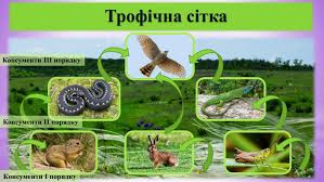 Консументи: Роль та Вплив у Екосистемах – Все, Що Потрібно Знати