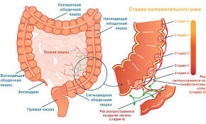 Що таке Кишечник: Його Роль та Значення для Здоров’я Людини