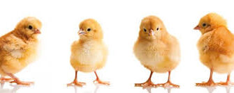 Клонування: Визначення, процеси та вплив на сучасну науку