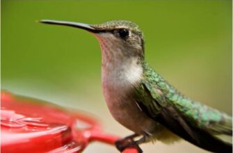 Колібрі: Визначення, Особливості та Їх Роль у Природі та Екосистемах