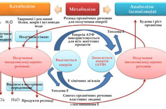 “Обмін речовин: як працює метаболізм і його вплив на здоров’я”