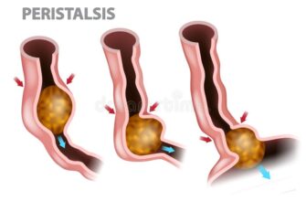 Що таке перистальтика: основи шлунково-кишкових рухів для здоров’я