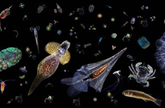 Що таке планктон: різновиди, значення та роль у екосистемі океанів