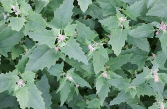 Лебеда: Полезные свойства и применение в кулинарии и медицине