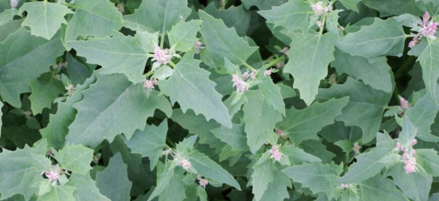 Лебеда: Полезные свойства и применение в кулинарии и медицине