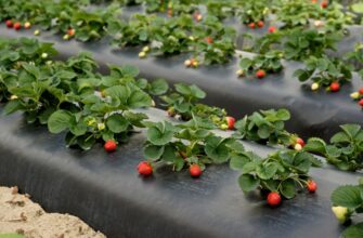 Что такое агроволокно: особенности, преимущества и применение