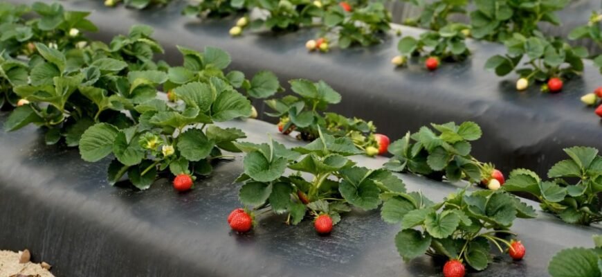 Что такое агроволокно: особенности, преимущества и применение