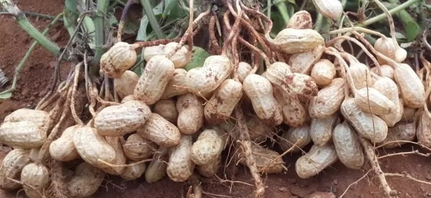 Что такое арахис: польза, вред и применение в повседневной жизни