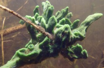 Бадяга: что это такое и как она применяется для здоровья кожи