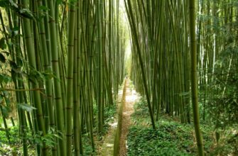 Что такое бамбук: свойства, применение и выращивание растения