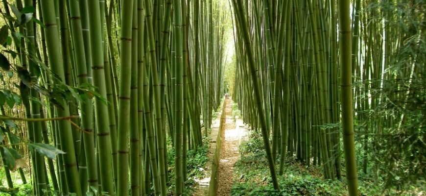 Что такое бамбук: свойства, применение и выращивание растения