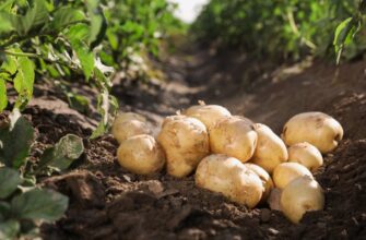 Бараболя: Что это за продукт и как его правильно использовать?