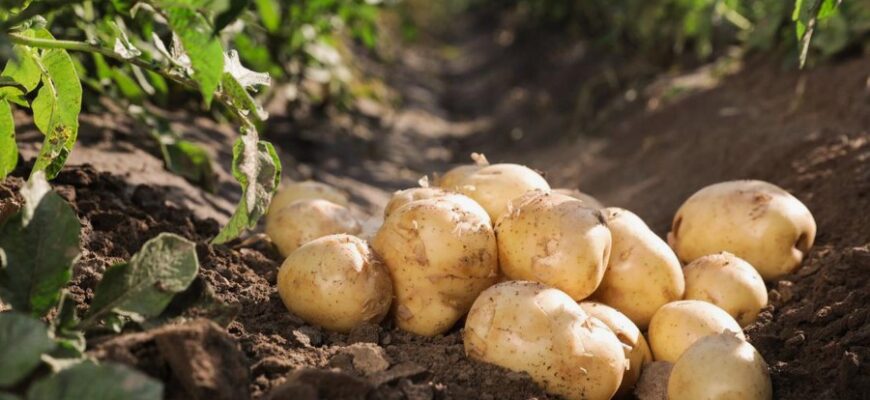 Бараболя: Что это за продукт и как его правильно использовать?