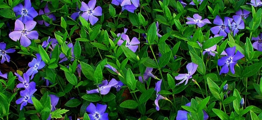 Что такое барвинок: описание, виды и уход за растением