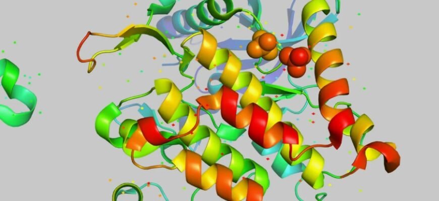 Что такое белки: роль, функции и значение для организма человека
