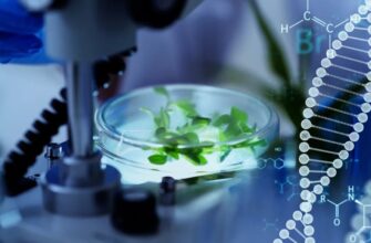 Что такое биотехнология: объяснение простыми словами и примеры использования