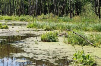 Что такое болото: определение, особенности и экосистемное значение