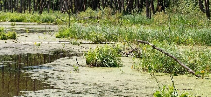 Что такое болото: определение, особенности и экосистемное значение