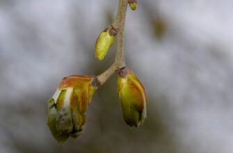 Что такое брунька: определение, функции и значение в природе