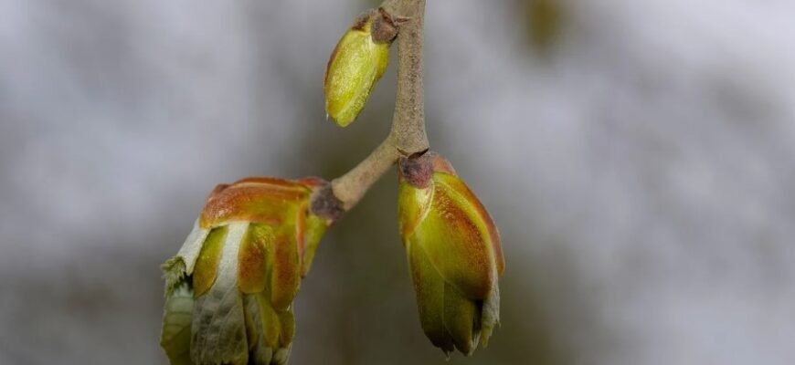 Что такое брунька: определение, функции и значение в природе