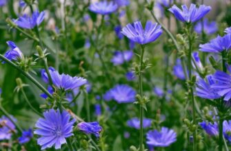Цикорий: Полезные свойства, применение и противопоказания