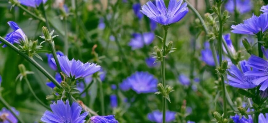 Цикорий: Полезные свойства, применение и противопоказания