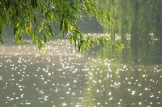 Что такое дождь: происхождение, виды и важность для природы