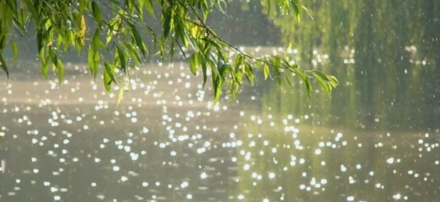 Что такое дождь: происхождение, виды и важность для природы