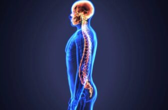 Что такое дуральный мешок: функции и роль в организме человека