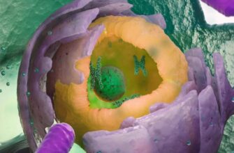 Эукариоты: определение, структура и их роль в биологических системах