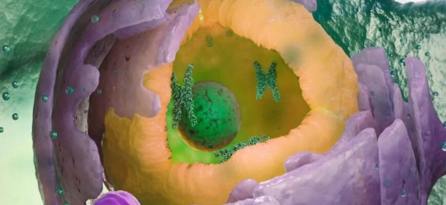 Эукариоты: определение, структура и их роль в биологических системах