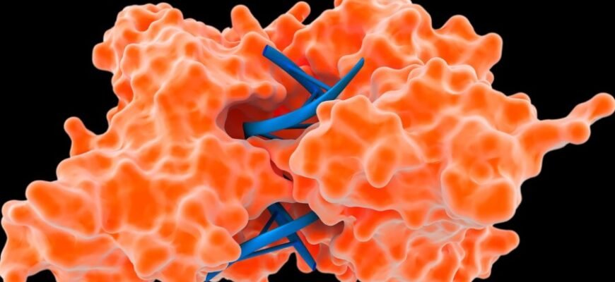 Что такое ферменты: определение, функции и значение для организма