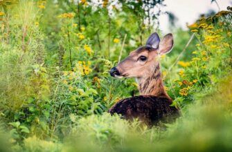 Понимание флоры и фауны: разница и важность для экосистемы