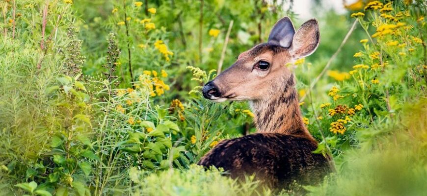 Понимание флоры и фауны: разница и важность для экосистемы