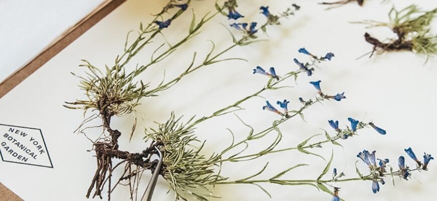 Создание гербария: что это такое и как правильно его составить?