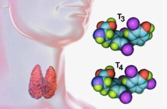 Что такое кальцитонин: ключевой гормон для здоровья костей